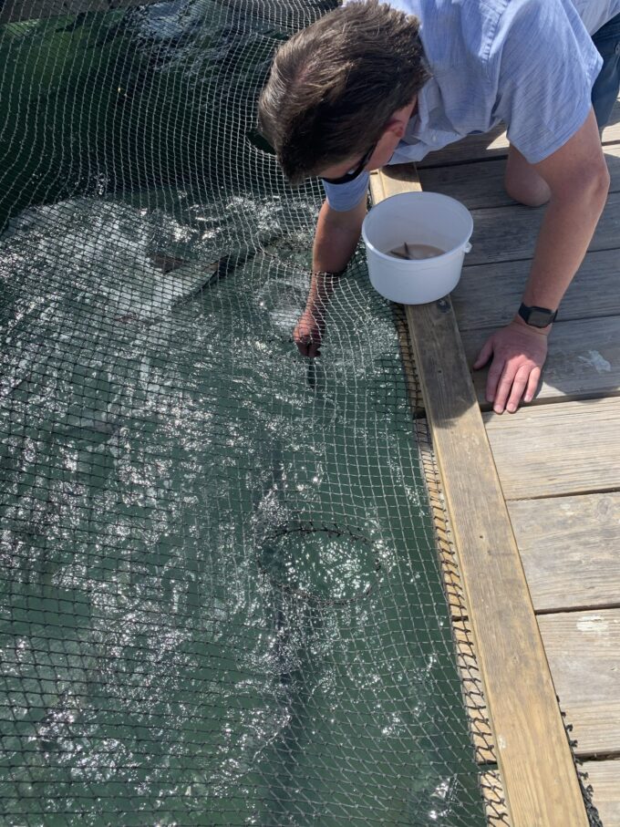 Feeding the Tarpon at Robbie's