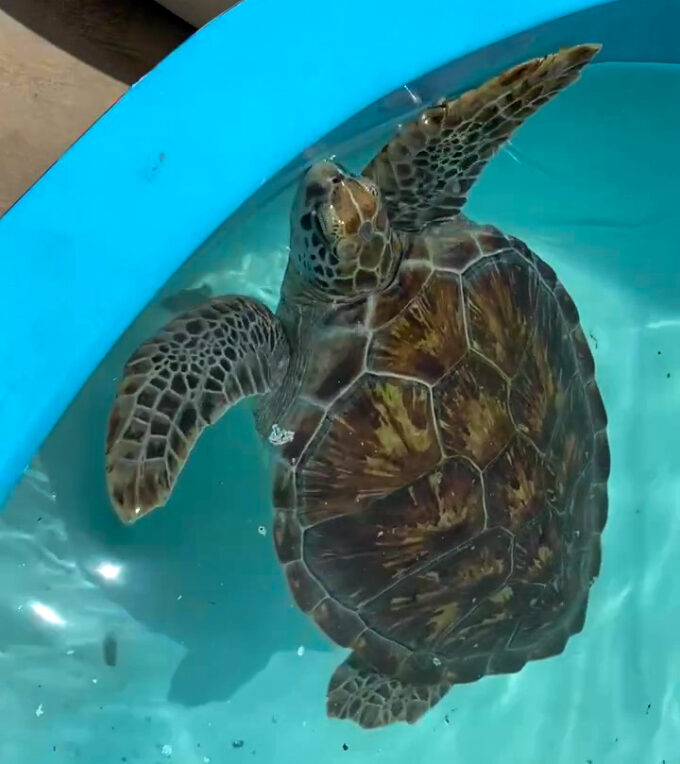 Turtle Hospital Turtle